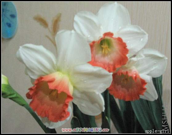 ������Ƭ20080313 041.jpg