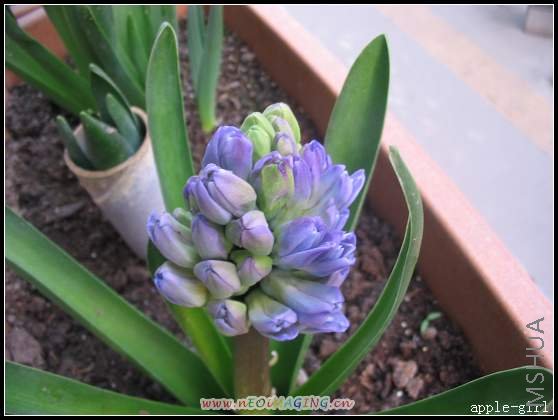 ������Ƭ20080313 037.jpg