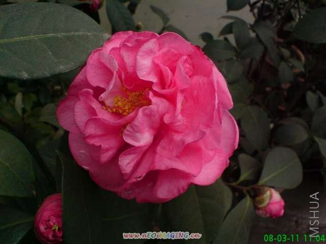 ������Ĳ軨 175.jpg