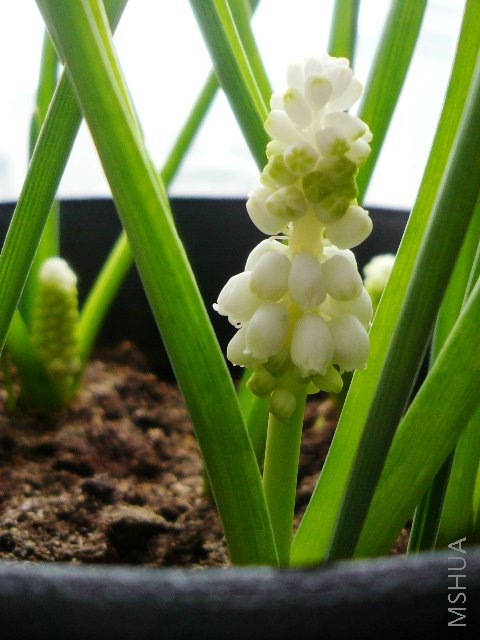 ¡���Ƴ�����С����