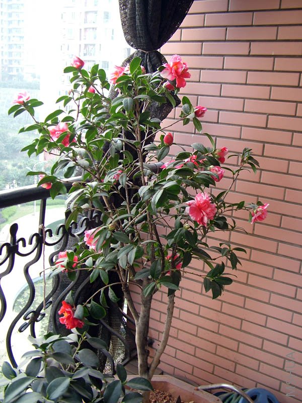 ��ɫ����