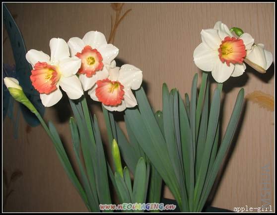 ������Ƭ20080313 038.jpg