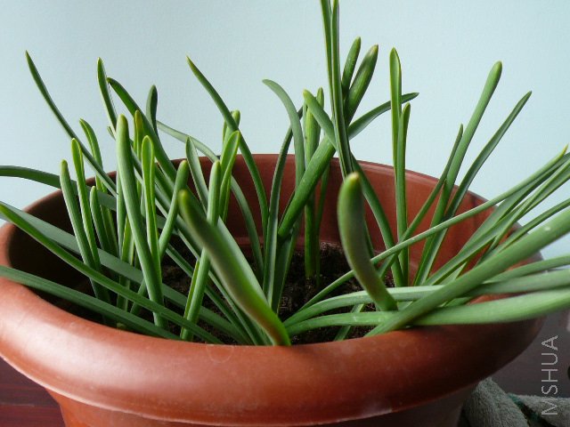 ����Χǽ���ߣ�����Ҷ�Ӷ�û��