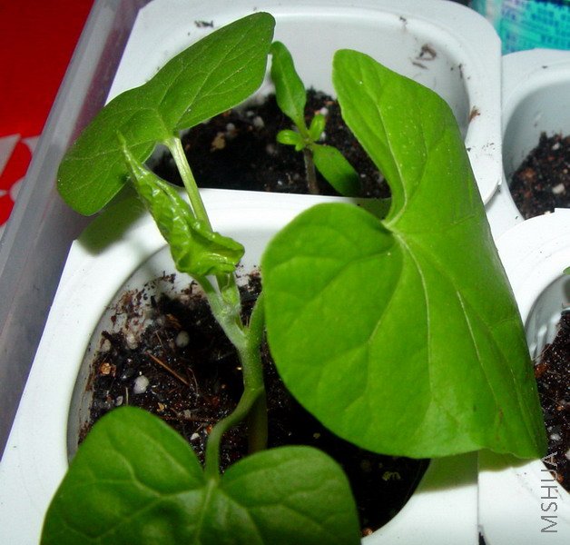 ���÷ɿ����ţ