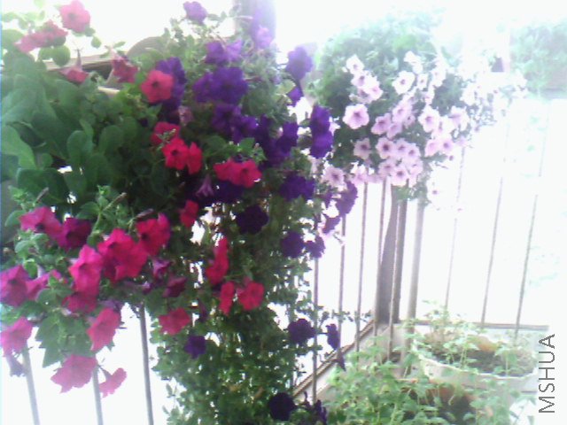 IMG0241A.jpg