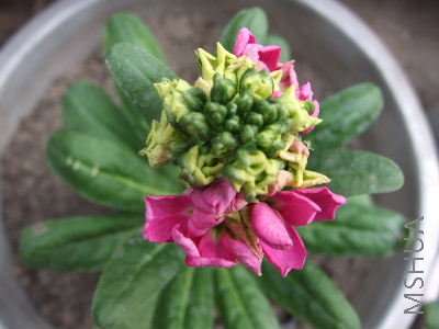 ԭ������Ҳ�������,��һֱ��Ϊ�ǿ�����ɫ�Ļ���.ԭ����Ư���ĺ���ɫ