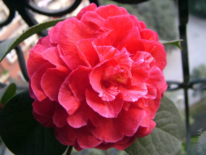 ʢ��������