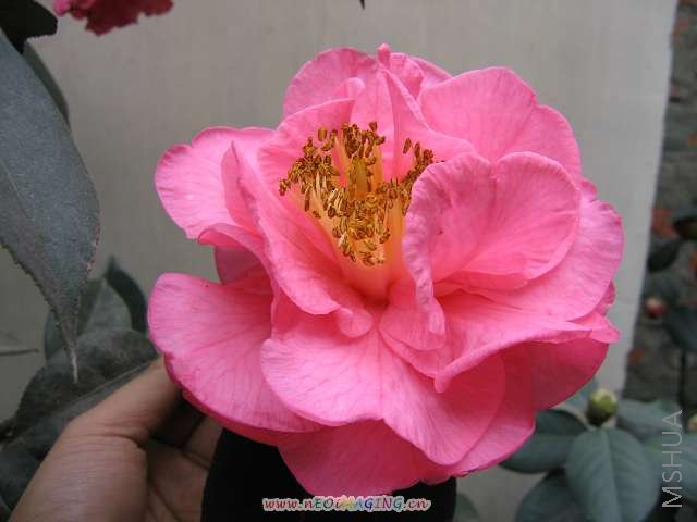 ������Ĳ軨 237.jpg