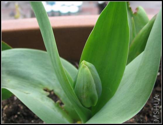 ������Ƭ20080313 005.jpg