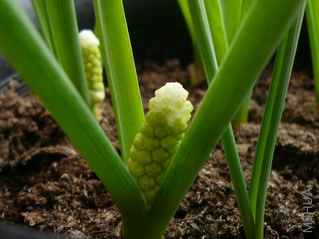 С����ץ����