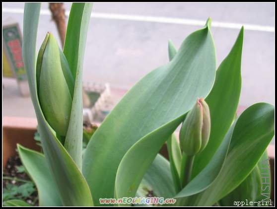 ������Ƭ20080313 036.jpg