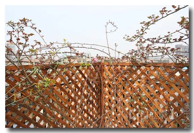 IMG_8961 ����.jpg