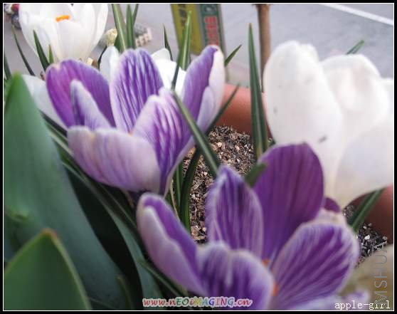 ������Ƭ20080313 025.jpg