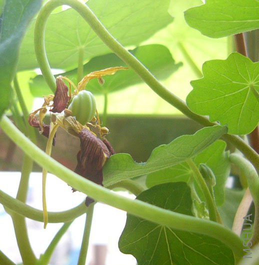 ϲ��һ����