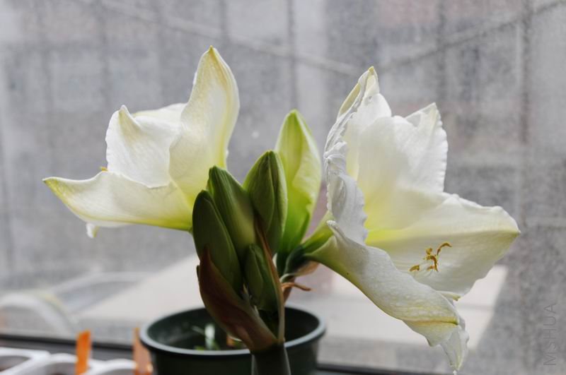 ������С zdh0314-1.jpg