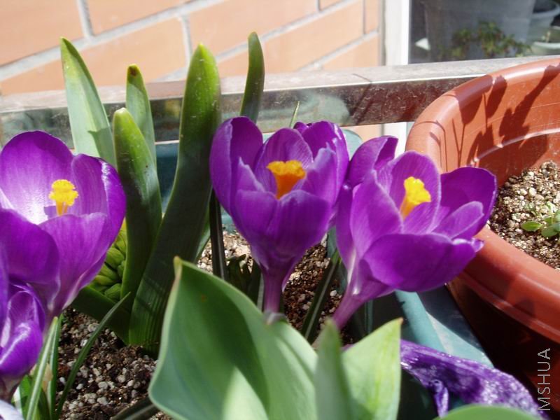 080315���컨Flower Record2.JPG