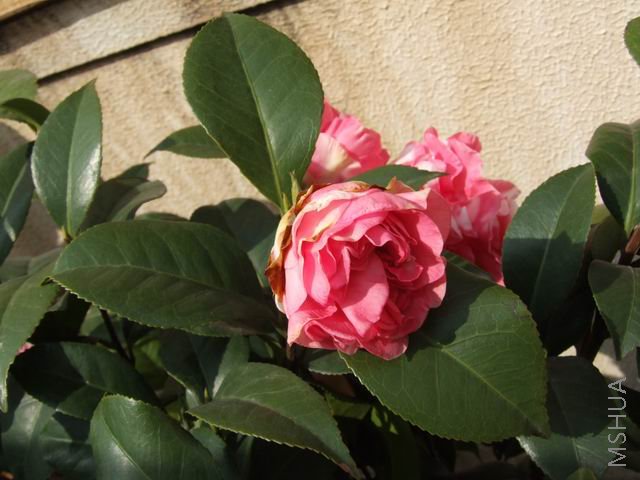 DSCF8495.jpg