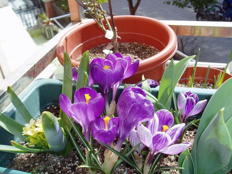 080315���컨Flower Record.JPG