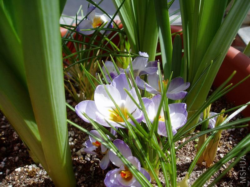 080315���컨Blue Pearl.JPG