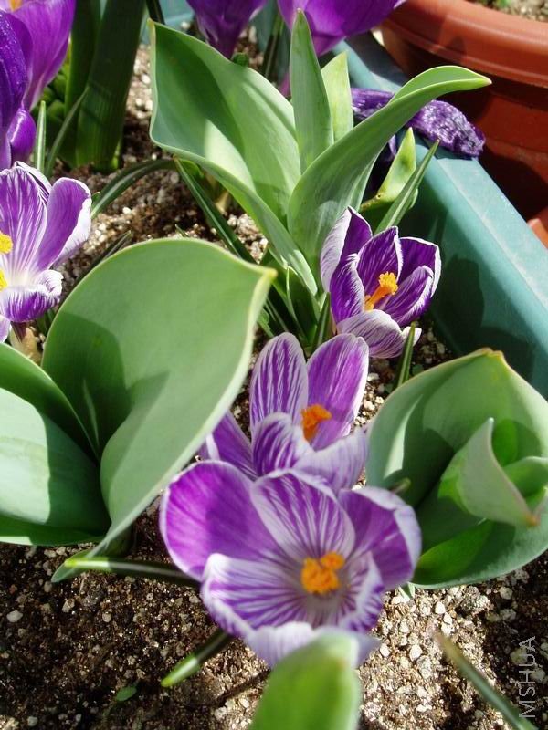 080315���컨King of the Striped.JPG