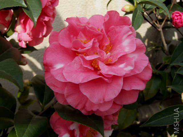 DSCF8491.jpg