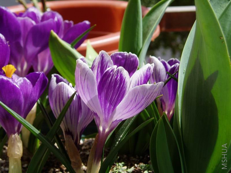 080315���컨King of the Striped2.JPG