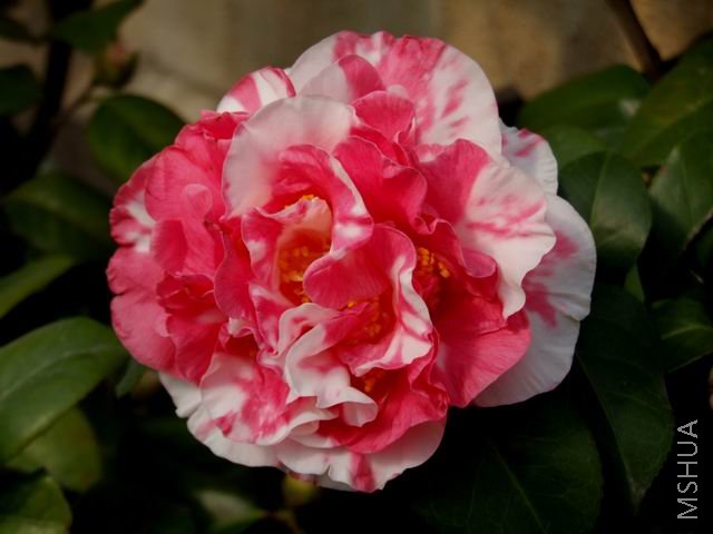 DSCF8311.jpg
