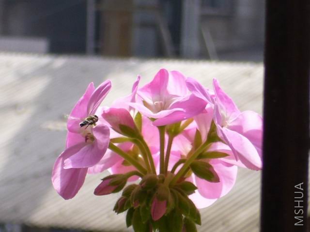 P1000027.JPG