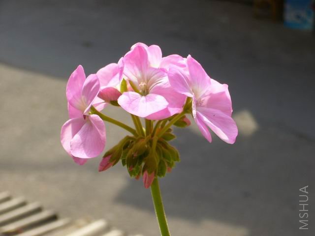 P1000022.JPG