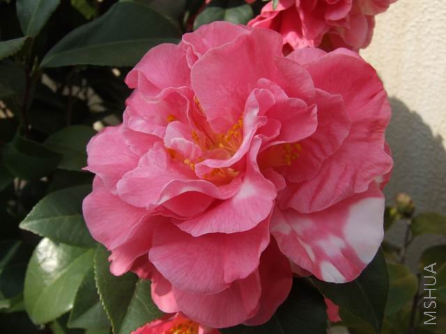 DSCF8494.jpg