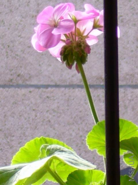 P1000076.JPG