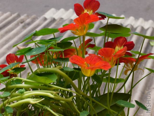 P1000009.JPG