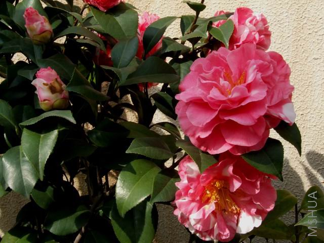 DSCF8505.jpg