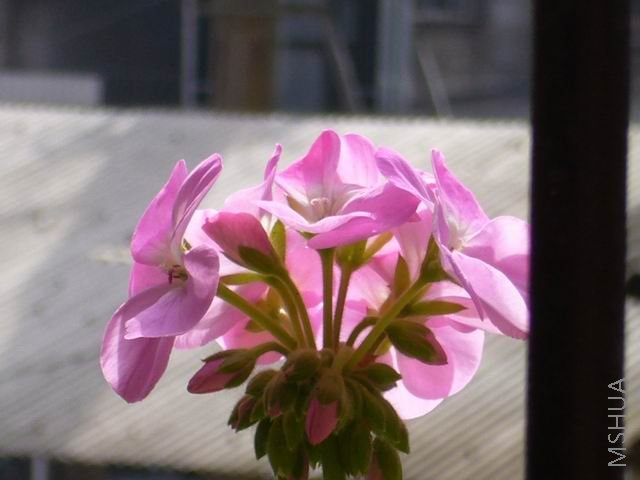 P1000028.JPG