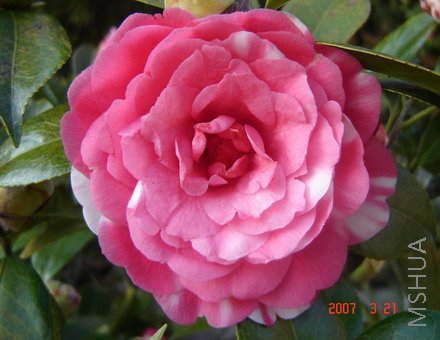 DSC02489.jpg