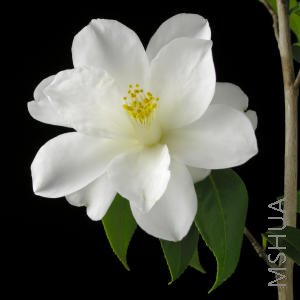 Camellia_japonica_LilyPonds_s.jpg