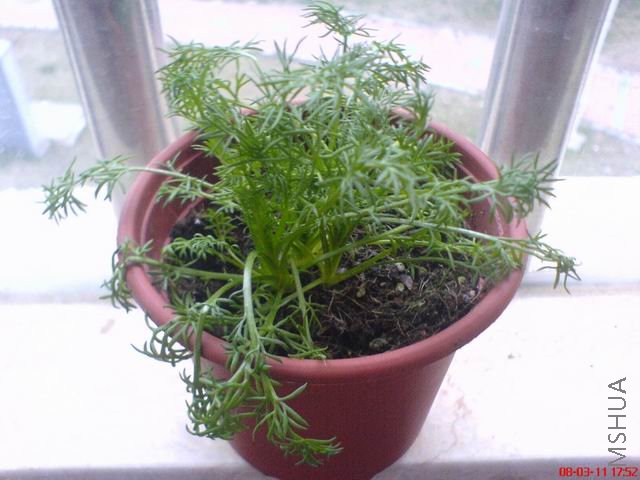 ������С DSC00732.JPG