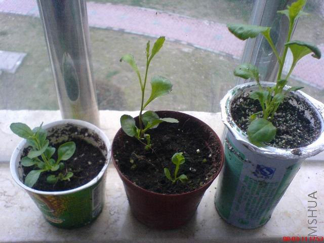 ������С DSC00728.JPG