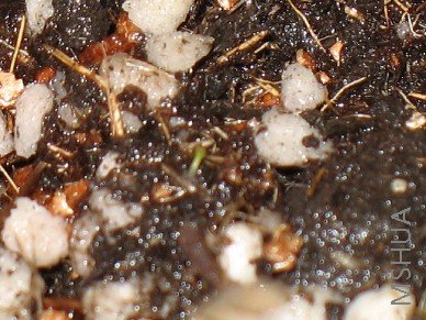 ��̺����