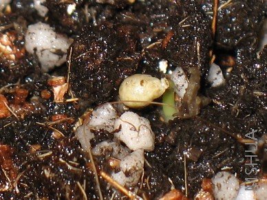 ȥ��ʣ�µ���������췢ѿ