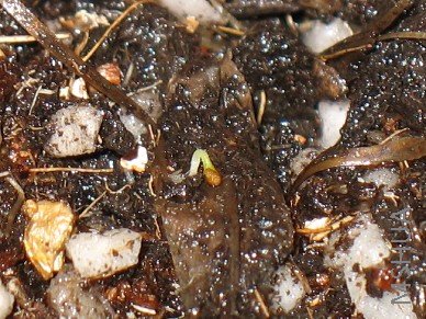 ����ӣ�Һ�