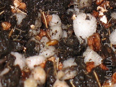 �������Ϸ���