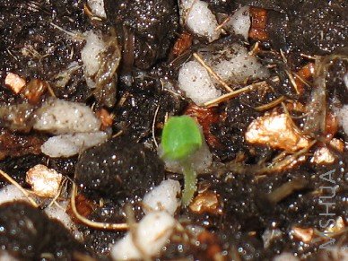 ���ʷ����