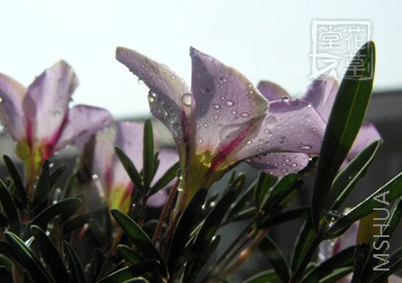 Oxalis cf. kamiesbergensis 2 .jpg