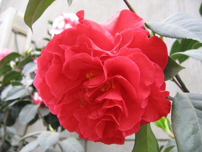 ��   ��    2007 222.jpg