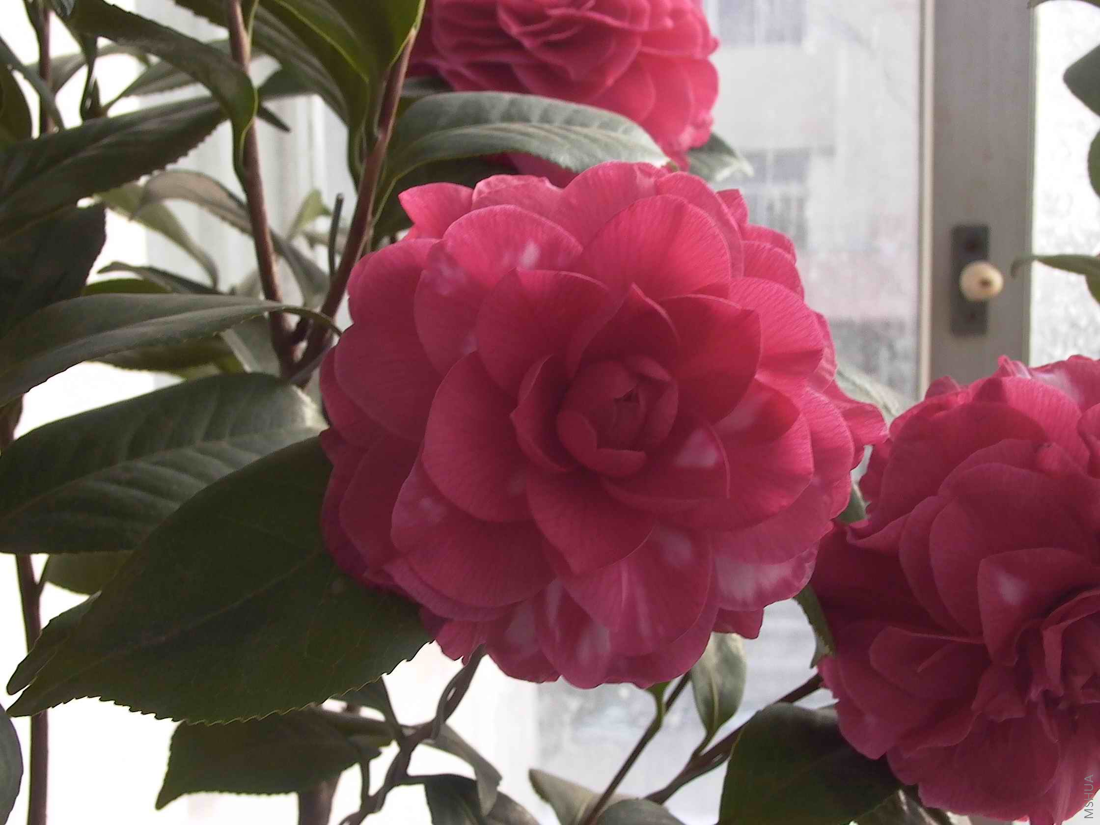 P1000066r.jpg