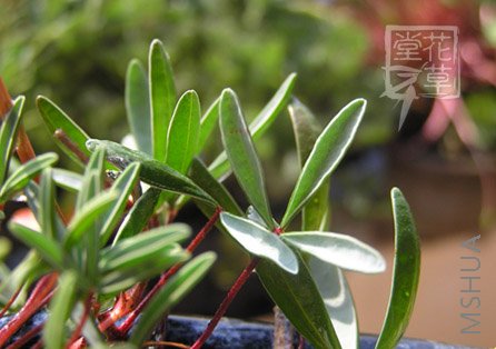 Oxalis cf. kamiesbergensis 3 .jpg