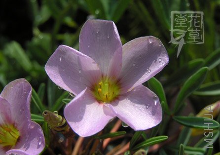 Oxalis cf. kamiesbergensis .jpg