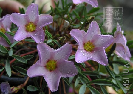 Oxalis cf. kamiesbergensis.jpg