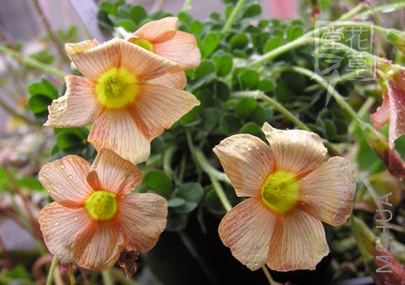 Oxalis obtusa Amber 2.jpg